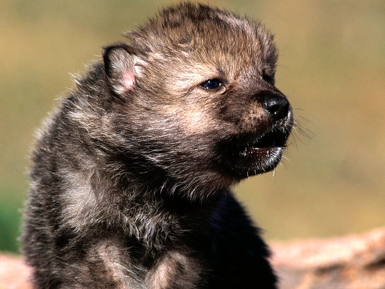 A Wolf Pup Looks On